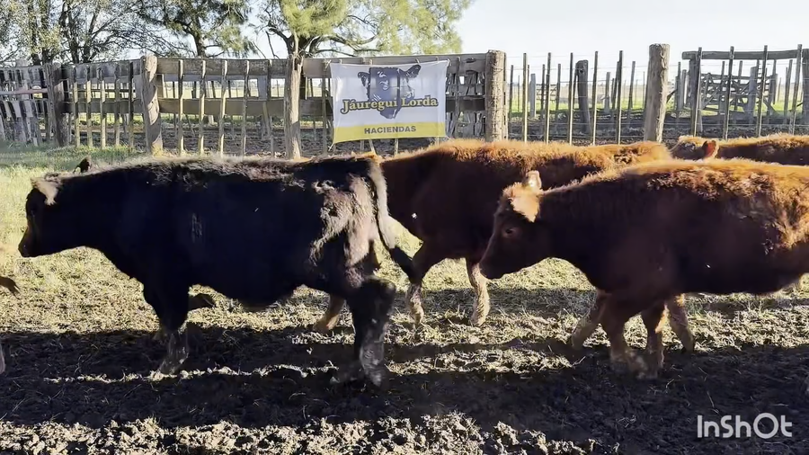 Lote 68 Terneros