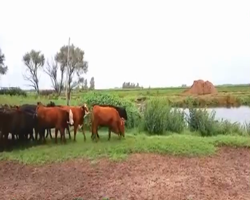 Lote 60 Terneras en Pueblo Italiano, Córdoba