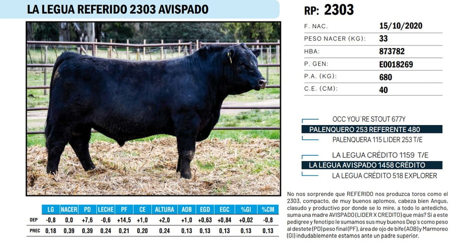 Lote TOROS ANGUS PP