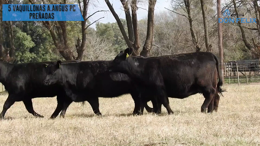 Lote "Cabaña ""Don Felix"" Vaquillonas PC"