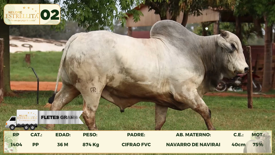 Lote LOTE 2