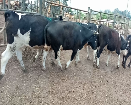 Lote 20 Novillo Engorda en Melipilla, Región Metropolitana