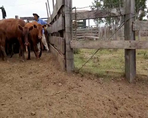 Lote 35 Vaquillonas en Artigas