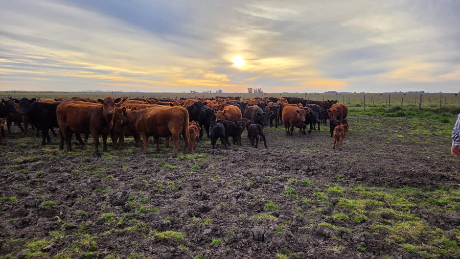 Lote 60 Vaquillonas con cría en Buenos Aires, Balcarce