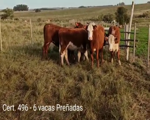 Lote (Vendido)6 Vaquillonas Vacas Preñadas 3 HE - 1 RA -   2 RA HE  a remate en Remate virtual de Coco Morales & Asoc. 330kg -  en A 8 KM DE CARDONA