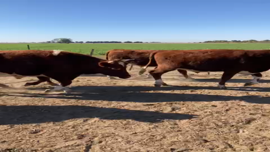 Lote 25 Novillos Braford y sus cruzas en Nelson, Santa Fe