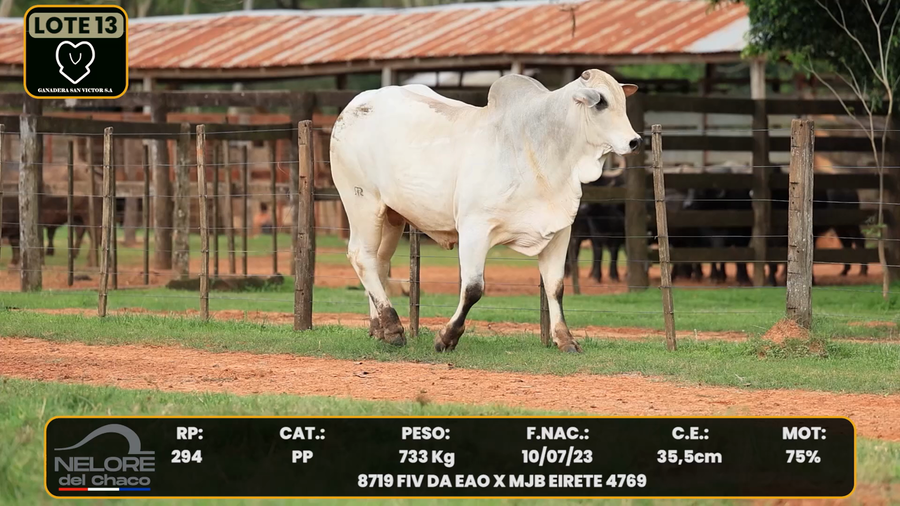 Lote LOTE 13