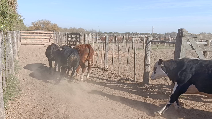Lote 45 Novillito y Vaquillonas Braford de Feed Lot en Cululú, Santa Fe