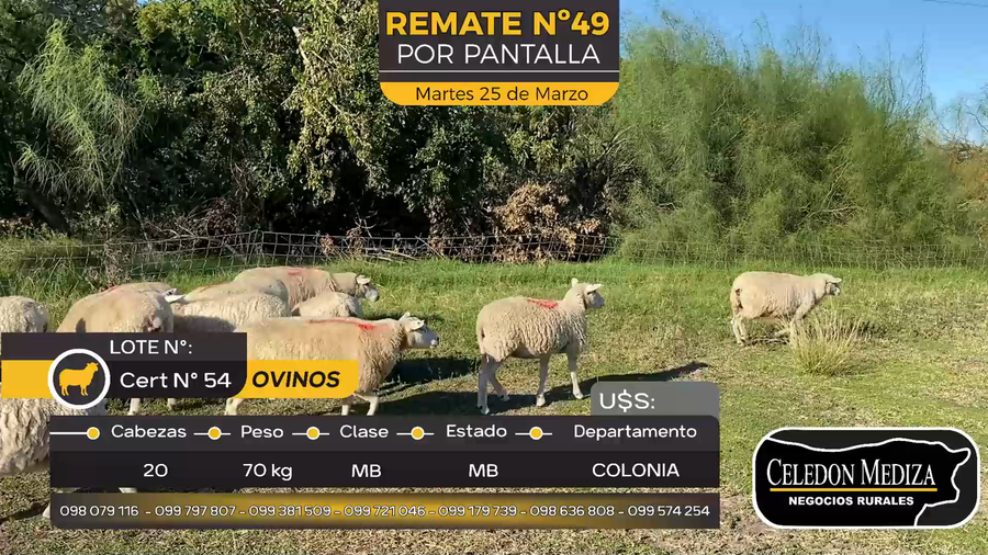Lote 20 Ovejas en Tarariras, Colonia