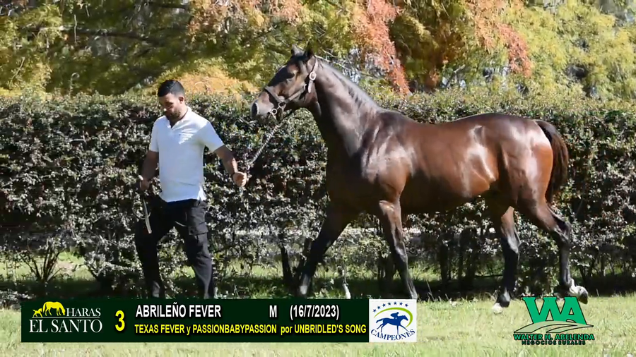 Lote ABRILEÑO FEVER