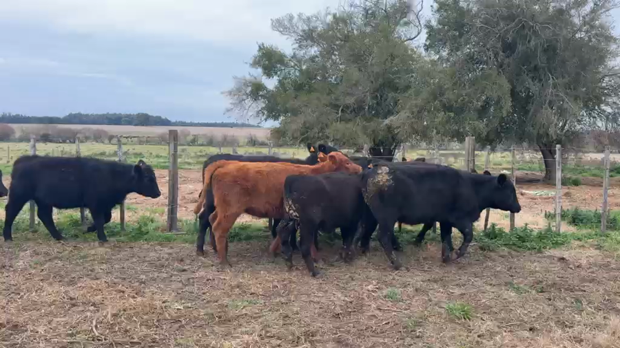 Lote VAQUILLONAS 1 a 2 AÑOS