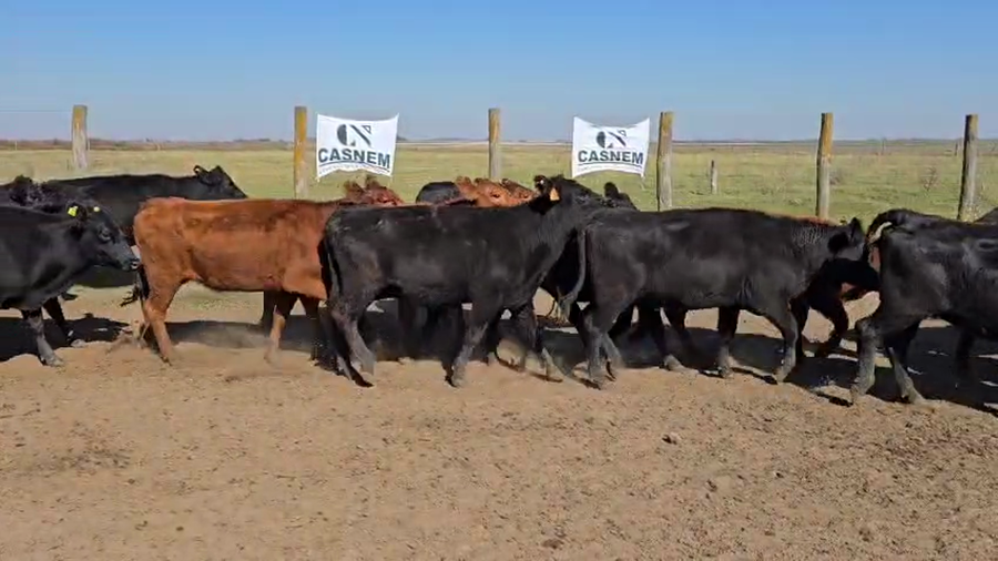 Lote 58 Vacas nuevas C/ gtia de preñez en Córdoba, La Carlota