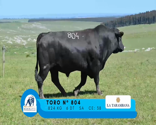 Lote TORO 804