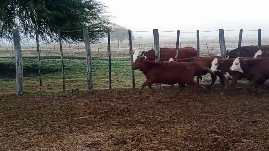 Lote 70 Terneros/as en Entre Ríos, La Paz