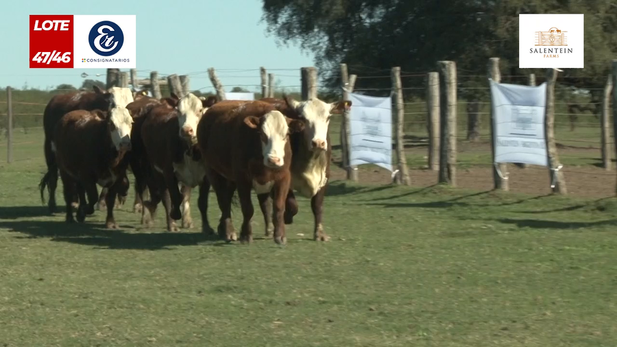 Lote Vaquillas Braford Generales Señal ´20-Preñadas IATF (22-12-2022) y Servicio Colectivo (01/01/23 al 05/02/23)