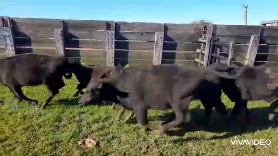 Lote 68 Terneras en Punta Indio, Buenos Aires