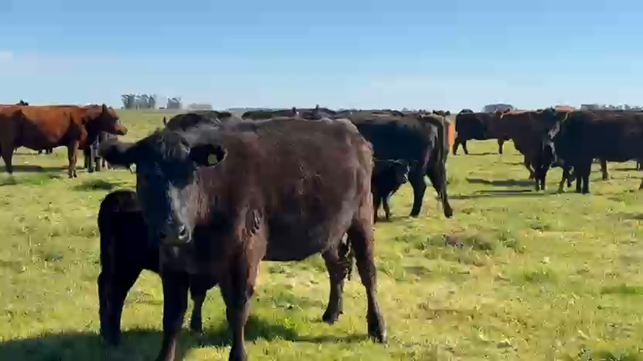 Lote Vacas Paridas