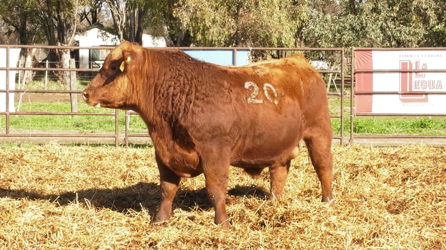 Lote TOROS ANGUS COLORADOS PC