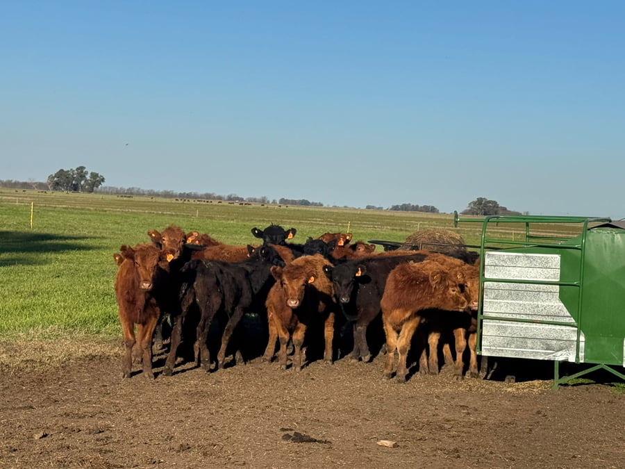 Lote 24 Terneras en Buenos Aires, Saladillo