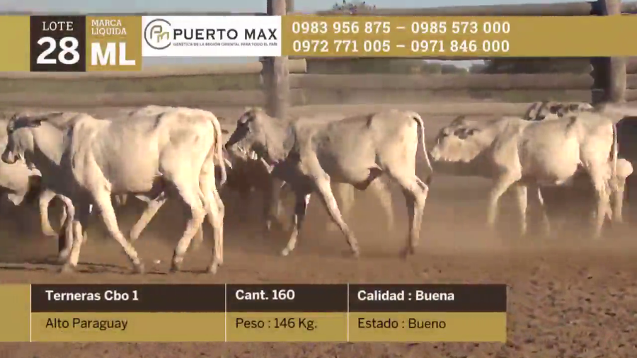 Lote Terneras hasta 170 kg