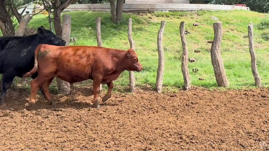 Lote 36 terneros C y 29 terneras