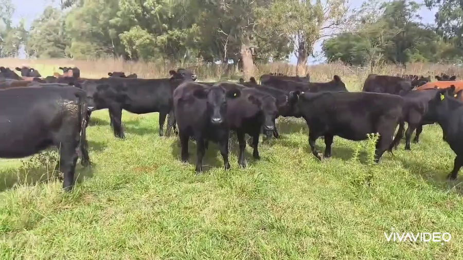 Lote 70 Terneras