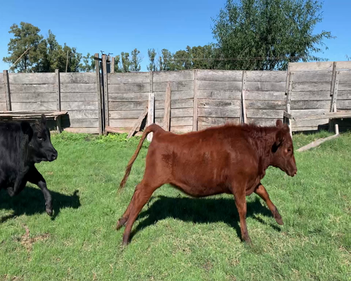 Lote Terneras