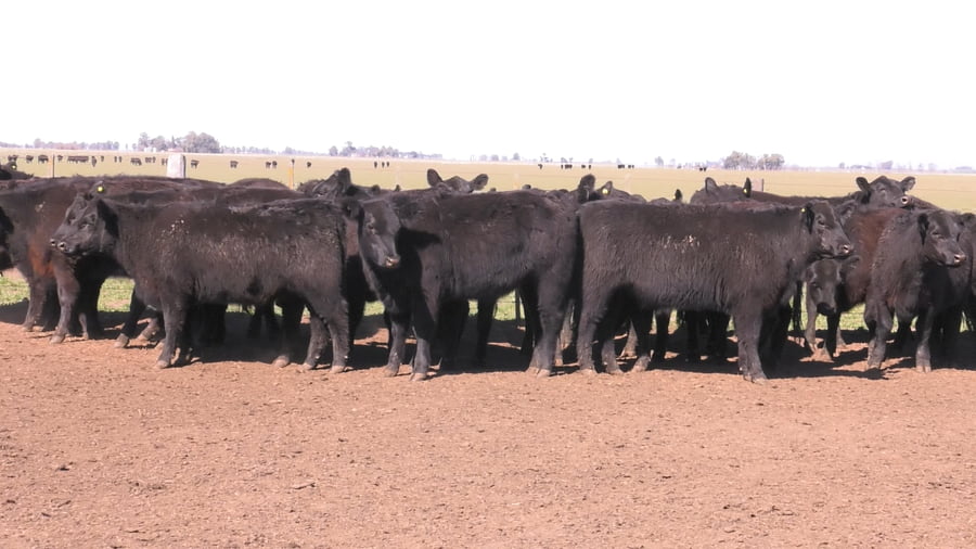 Lote VAQUILLONAS PURAS POR CRUZAS