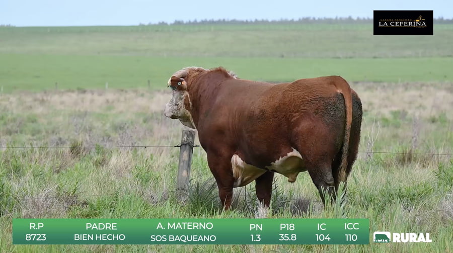 Lote Polled Hereford de La Ceferina