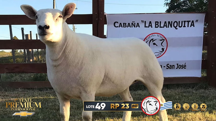 Lote Corderas a remate en 1º Texel Premium Internacional, Canelones