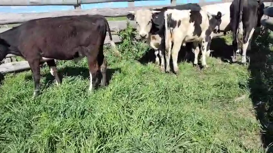 Lote 7 Terneros a remate en Pantalla Camy, San José