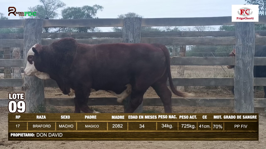 Lote TORO - BRAFORD