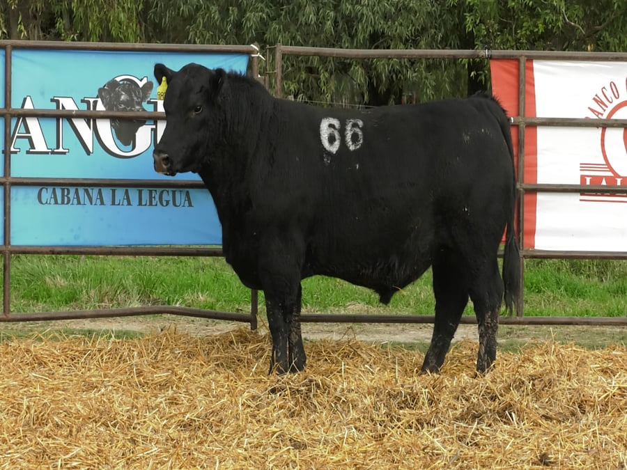 Lote TOROS ANGUS NEGROS PC