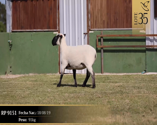 Lote Borregas a remate en Cabaña Las Brujas, San José