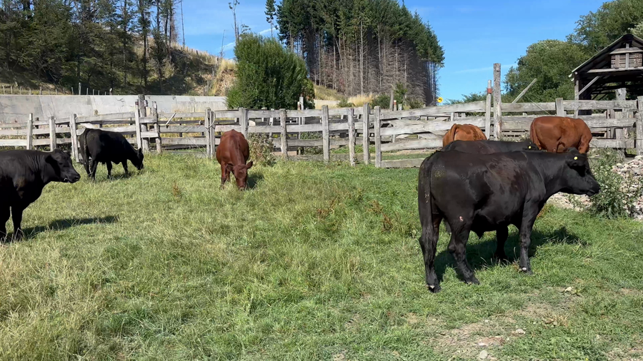 Lote 40 Novillo Engorda