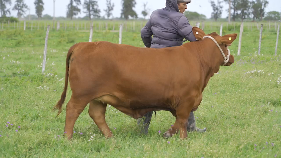 Lote TERNERA BRANGUS