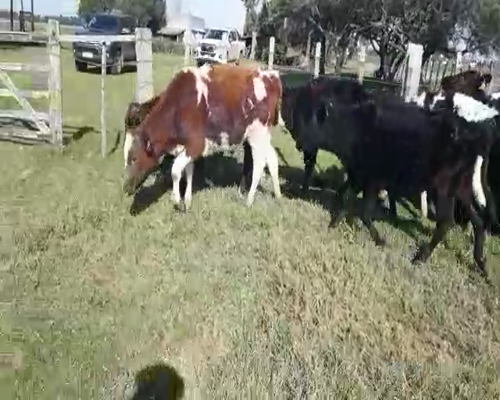 Lote 20 Terneros HOLANDO a remate en Pantalla Camy 140 - 150kg - , San José