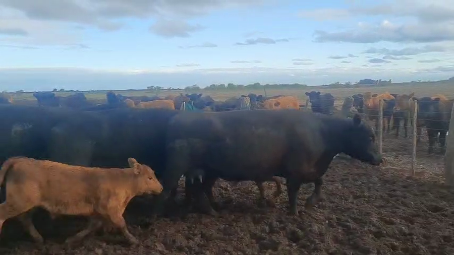 Lote 11 Vacas nuevas C/ cria en Buenos Aires, Pellegrini