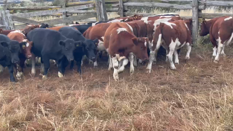 Lote 30 Novillo Engorda en Coyhaique, XI Región Aysén