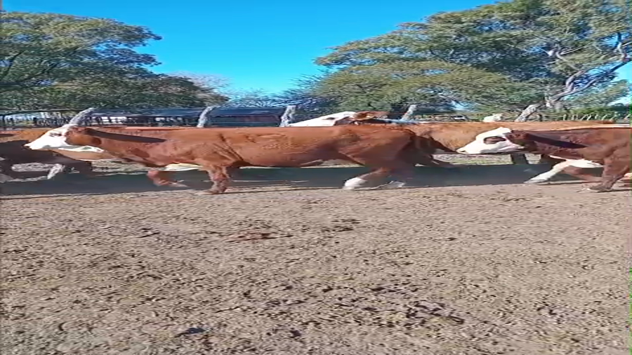 Lote 21 Vacas de invernar