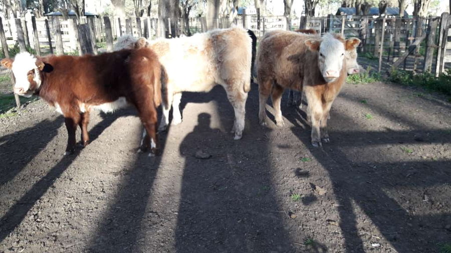 Lote 8 Terneras en Gral. Lamadrid, Buenos Aires