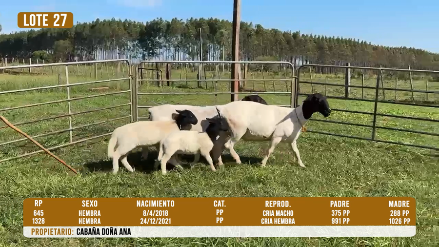 Lote LOTE 27 - DESTACADO