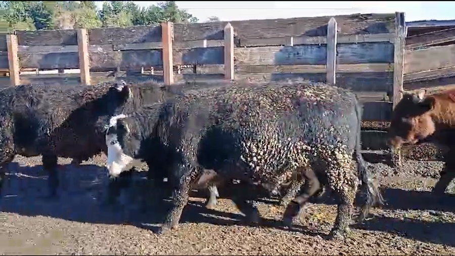 Imagen 2 del Lote Lote 20 Novillo Gordo en Los Ángeles, VIII Región Biobío