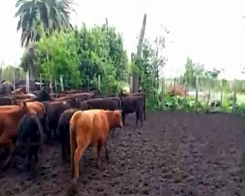 Lote 30 Terneros en Gral. Paz, Buenos Aires