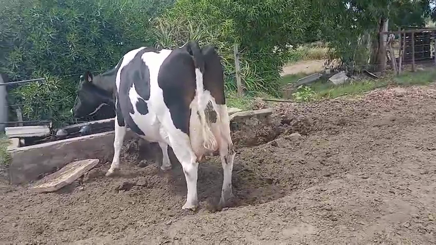 Lote 2 Piezas de cría 480kg - , San José