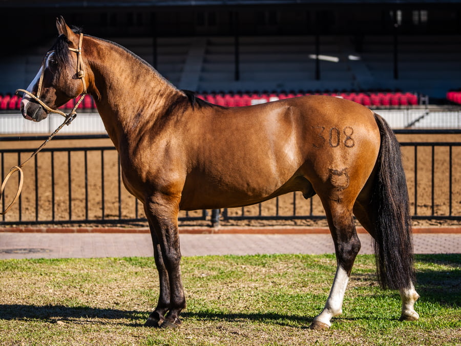 Lote ENTRERRIANO CHISPORROTEO