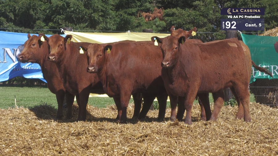 Lote VAQUILLONAS A. ANGUS PC PREÑADAS  PARICION OTOÑO COLORADAS