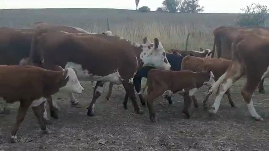 Lote 78 Piezas de Cria