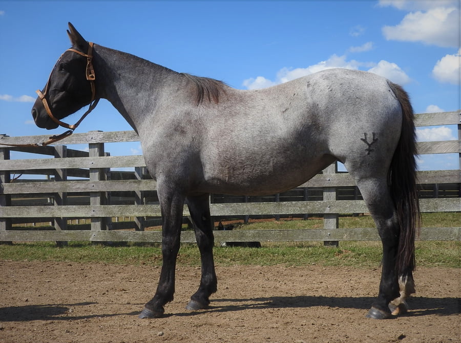 Lote 10 - Regalada Verdes Mares