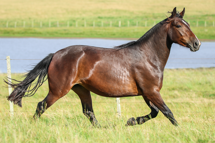 Lote CATANDUVA DIVA II